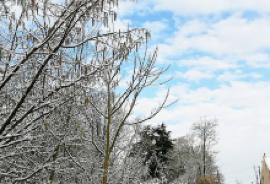 Parc public Jaillé, arboretum景点图片