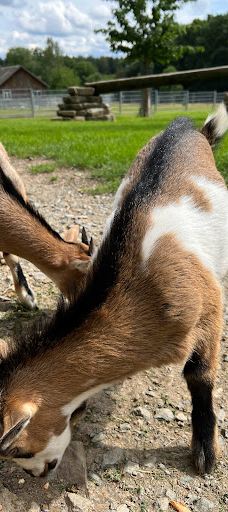 Tiergehege Waldhaus-莫尔斯多夫-泰希沃尔夫拉姆斯多夫