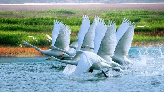 鄱陽湖濕地科學園-天鵝湖