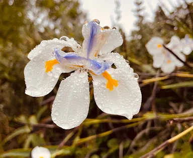 Makana Botanical Gardens
