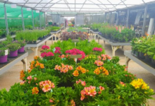 Elm Park Garden Centre购物图片