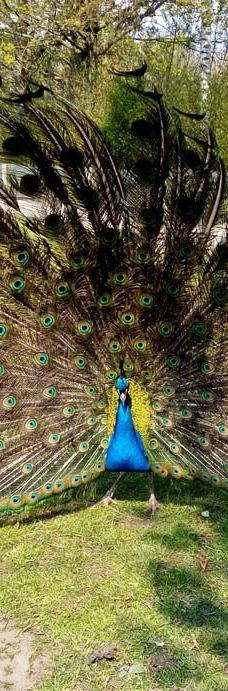 Park De Wezenlanden-兹沃勒