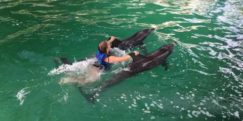 Melka Excelsior Dolphin & Wildlife Resort