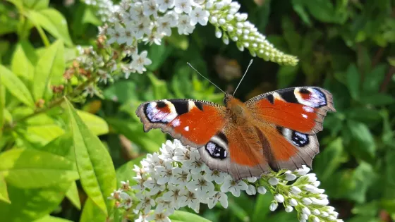 Hergest Croft Gardens