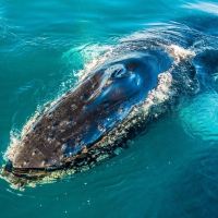 埃克斯茅斯图片