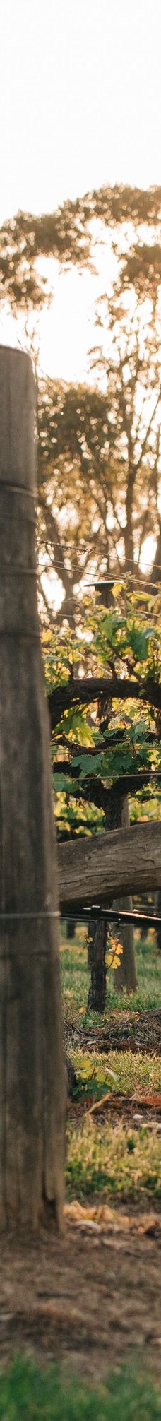 Mortimers Wines-奥兰治