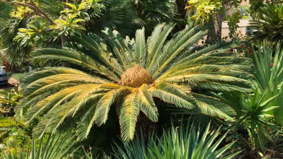 Ein Gedi Botanical Garden