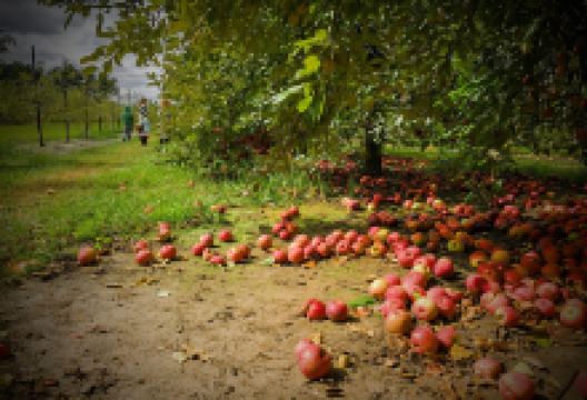 Johnston Fruit Farms景点图片