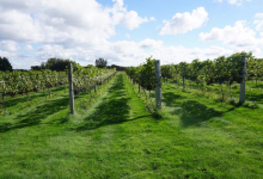 Vines & Rushes Winery景点图片