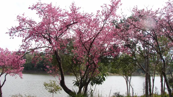 Lago Jaboti