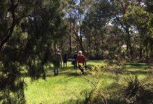 Koolunga Native Reserve景点图片