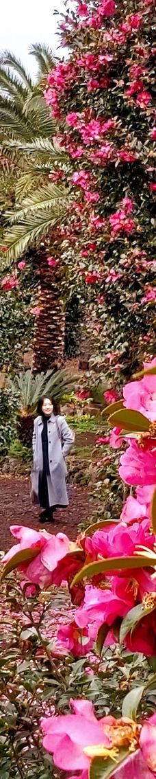 为美里山茶树群-西归浦市