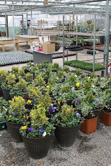 Rainbow Plant Centre-米德尔斯堡