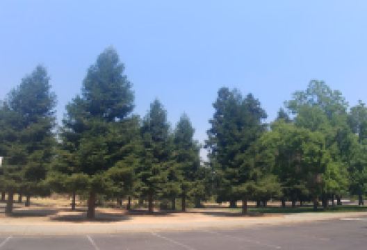 Nelson Park景点图片