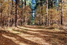 Maumee State Forest景点图片