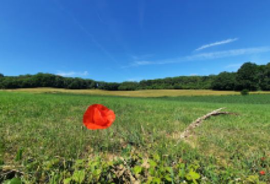 Orchideeëntuin Gerendal景点图片