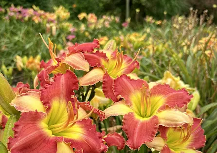 Blue Ridge Daylilies