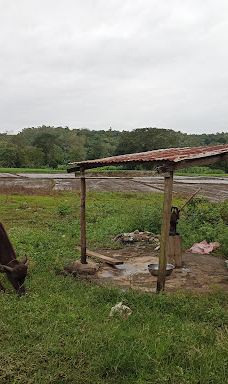 Oldest Acasia Tree in the World-塔布克