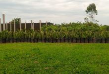 Orchard camp farm景点图片