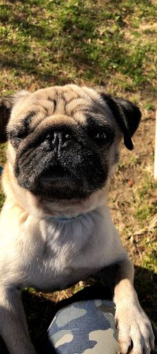 世界名犬牧场-前桥市