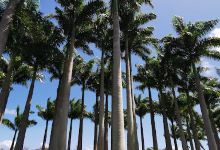 Palmeraie De Moindou景点图片