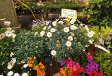 Jardinerie Lagadec购物图片