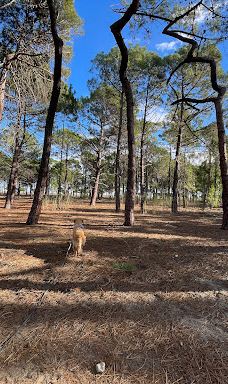 The pine forest of Le Barcarès-勒巴尔卡雷