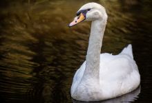 Swan Lake Iris Gardens景点图片