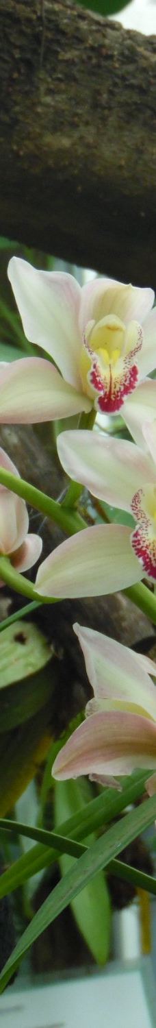 Orquidario de Morelia-莫雷利亚