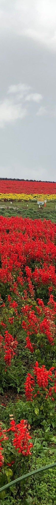 菅野农场-上富良野町