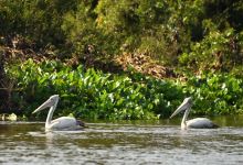 Prek Toal Bird Sanctuary景点图片