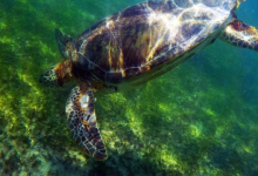 Centro Ecologico Akumal景点图片