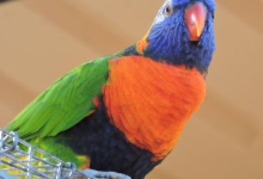 Bunbury Wildlife Park景点图片