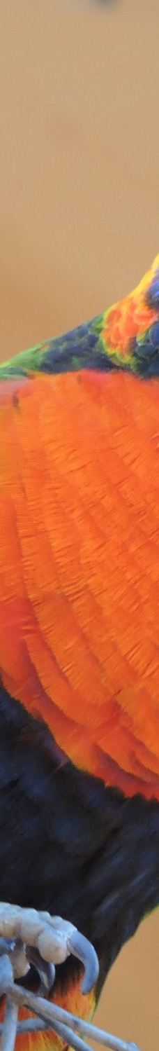 Bunbury Wildlife Park-South Bunbury