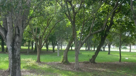 Modello Wayside Park