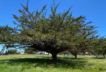 Locke-Paddon Wetlands Park景点图片