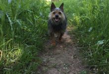 Outagamie County Pet Exercise Area, Appleton, WI景点图片