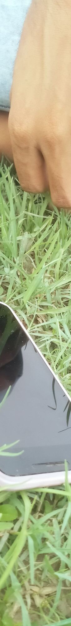 为美里山茶树群-西归浦市