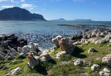 Betty's Bay Main Beach景点图片