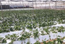 Greenhouse景点图片