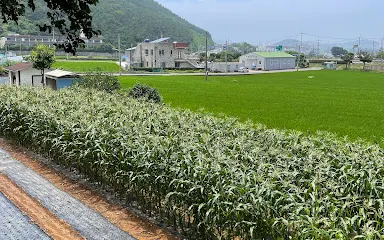 烏良城