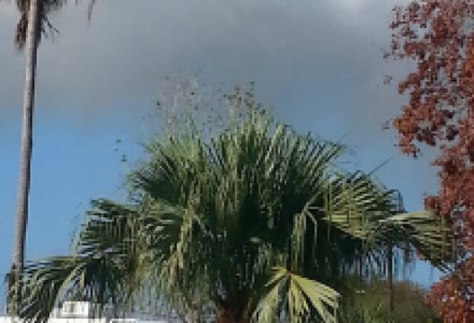 Labelle Botanics LLC景点图片