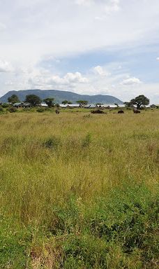 Ruaha National Park INGRESSO-伊林加