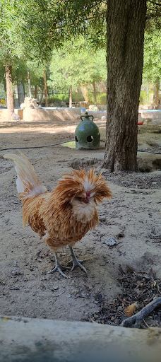 Bandarabbas Birdgarden-阿巴斯港