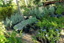 Vivero Palmas Elegantes.购物图片
