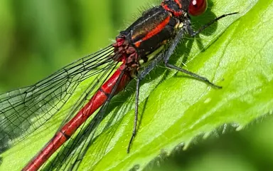 West Blean & Thornden Woods
