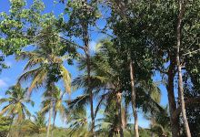 Sítio Marques景点图片