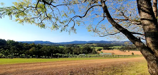 Villa d'Esta Vineyard
