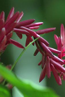 Grotte de Hortense-松树岛