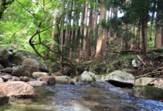 森喫(Shinkitsu)景点图片